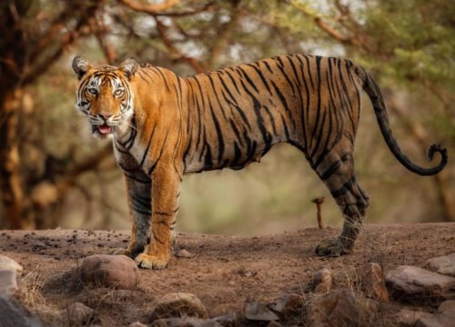 https://palaceonwheelstrain.com.au/case/sawai-madhopur-and-ranthambore-a-journey-into-the-wild/