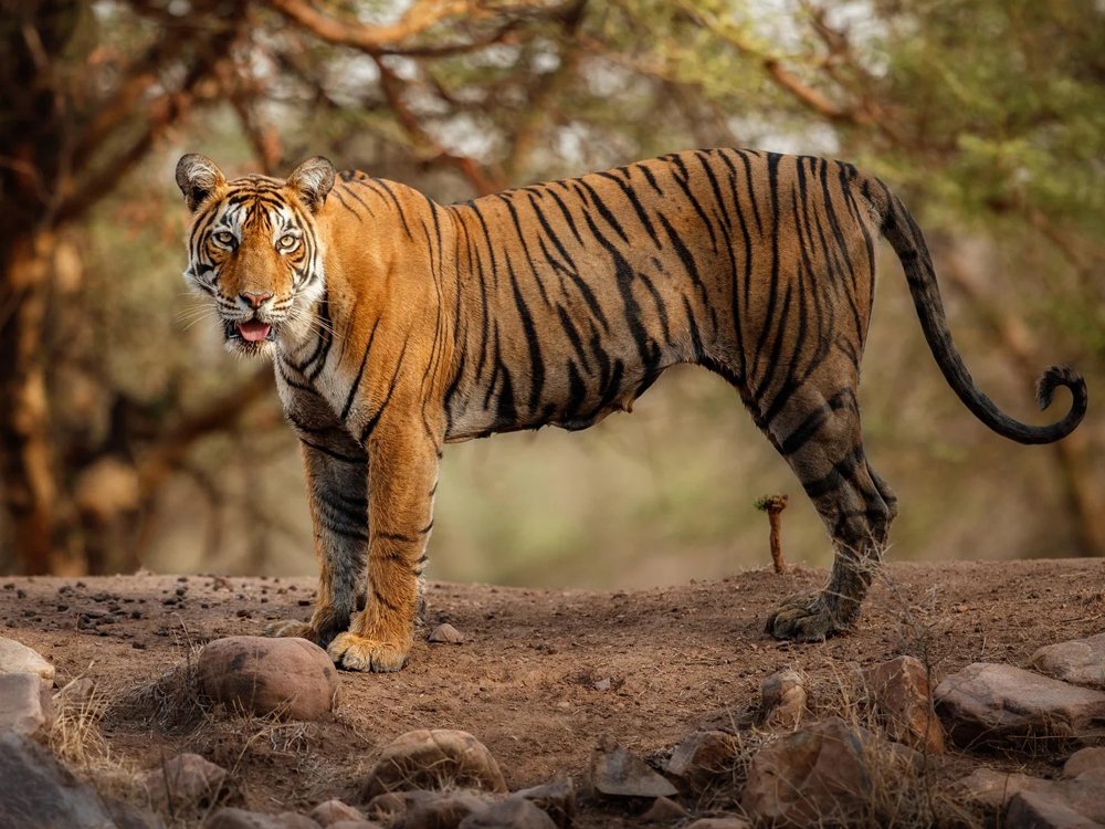 https://palaceonwheelstrain.com.au/case/sawai-madhopur-and-ranthambore-a-journey-into-the-wild/